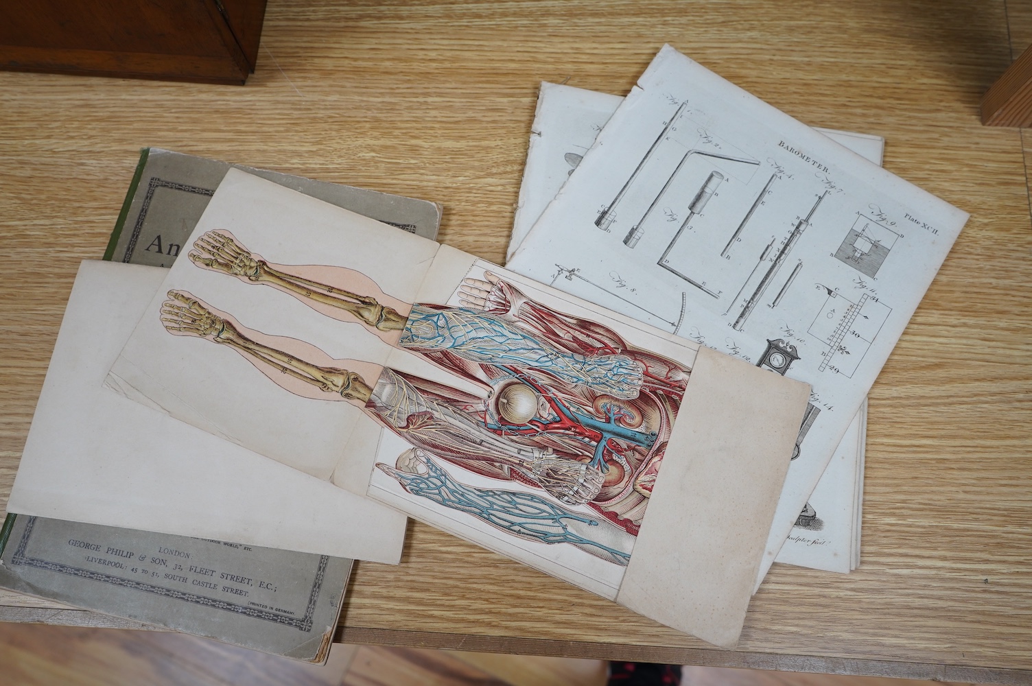 An early 20th century Philips’ Anatomical Model book by William S. Furneaux, together with various pages from a scientific manual, etc. Condition - poor to fair.